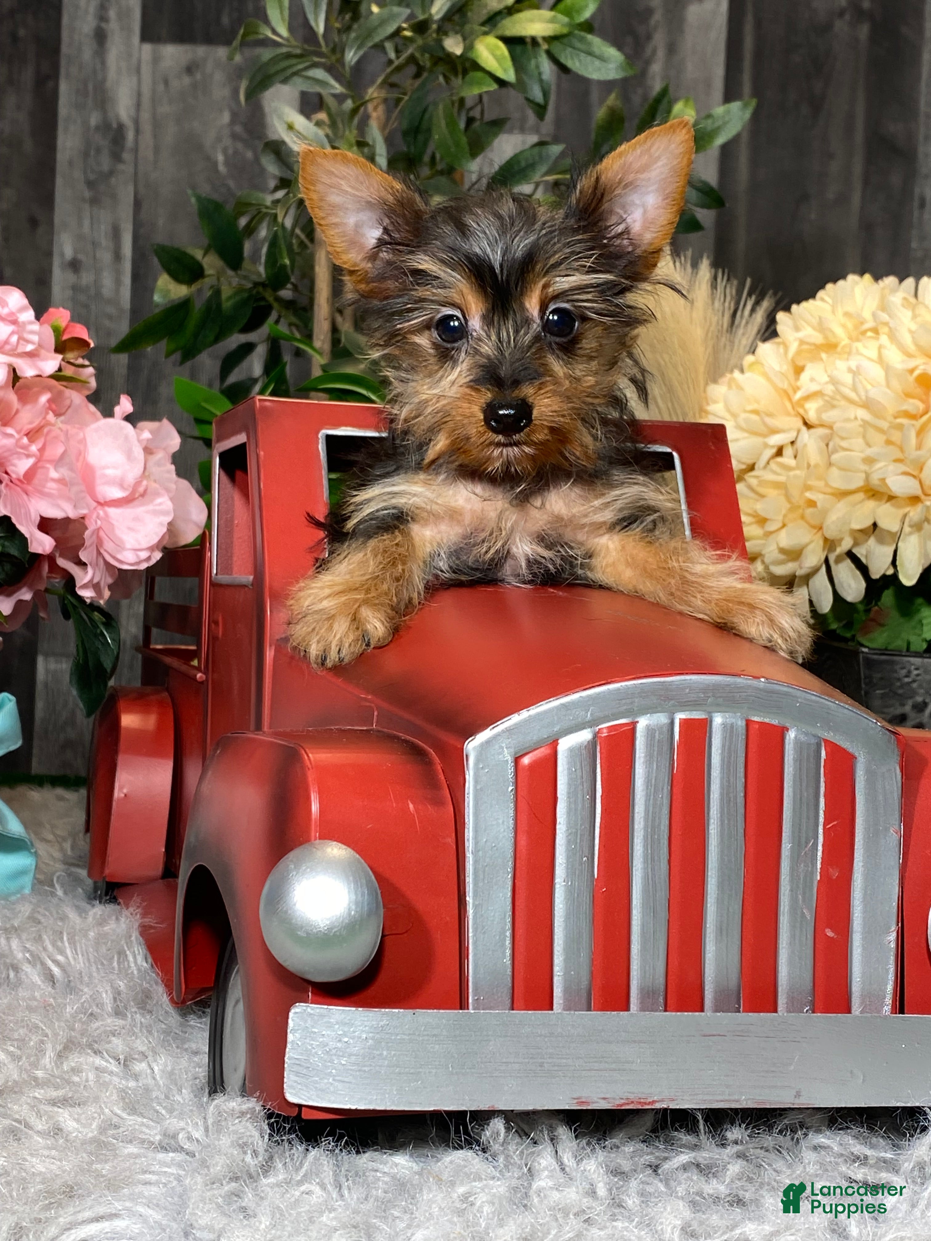Yorkshire Terrier dogs Yukon  - Ad 32