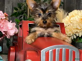 Yorkshire Terrier dogs Yukon - Ad 23