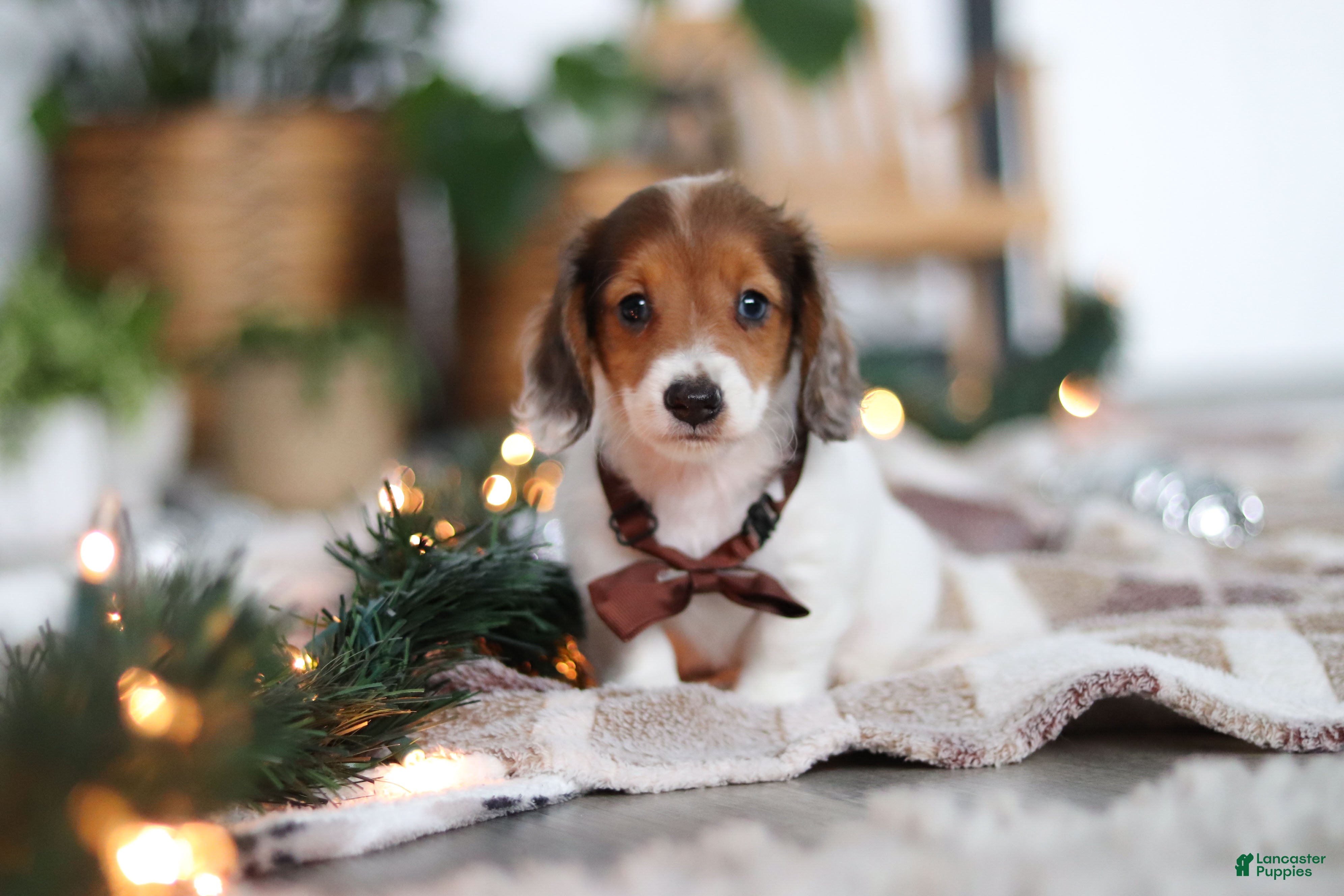 Miniature Dachshund dogs Theo - Ad 16