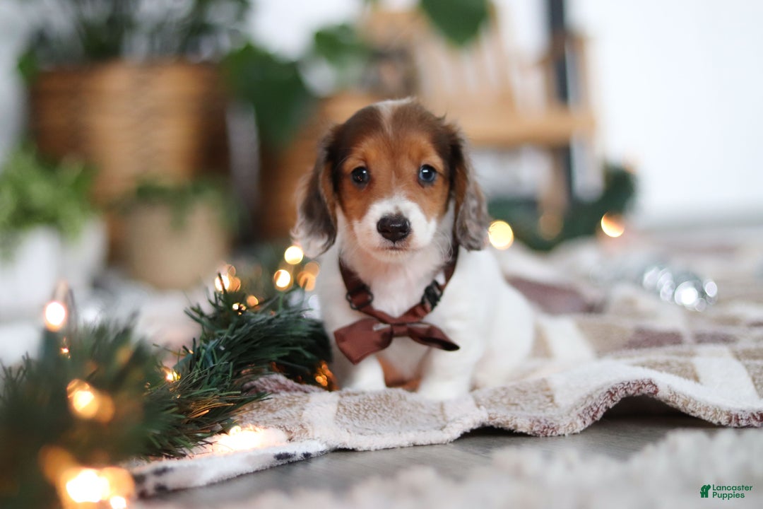 Miniature Dachshund dogs for sale: Theo - Ad 1