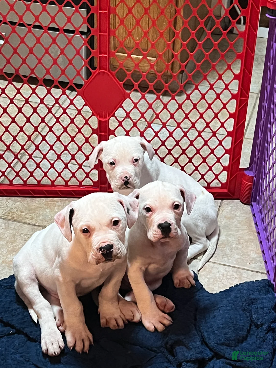 Mixed Breed dogs for sale: Joe Biden - Ad 5