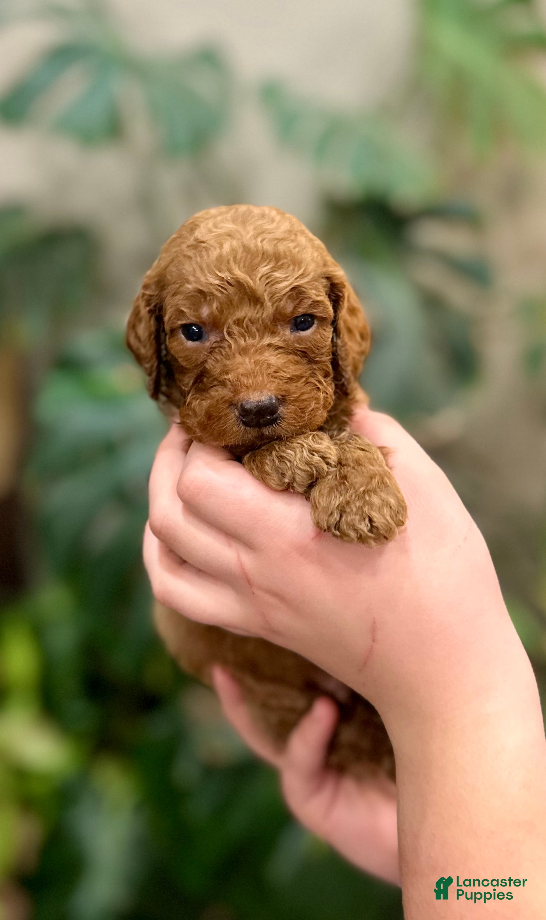 Goldendoodle dogs Lenny - Ad 5