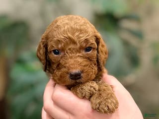 Goldendoodle dogs Lenny - Ad 17
