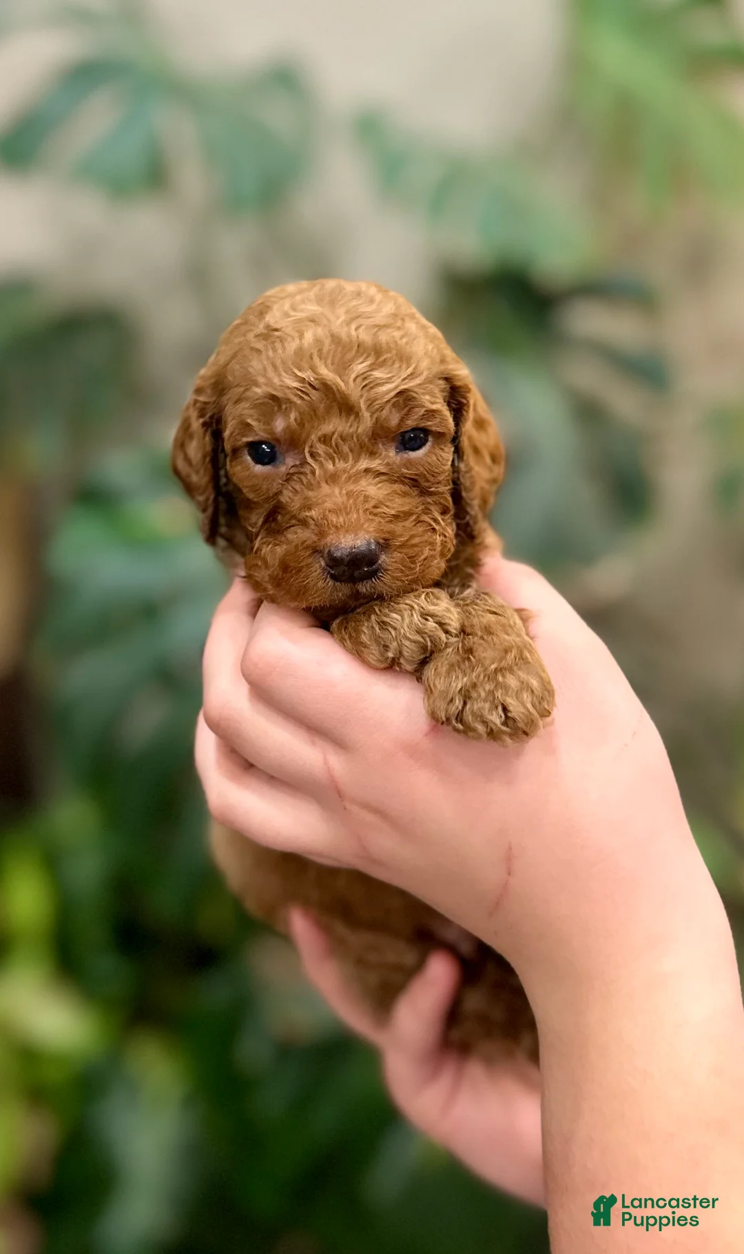 Goldendoodle dogs for sale: Lenny - Ad 2