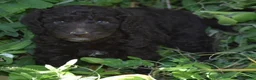 Standard Poodle dogs for sale: Standard Poodle 8 Brown with a tiny bit of white - Ad 9