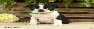 Tucker