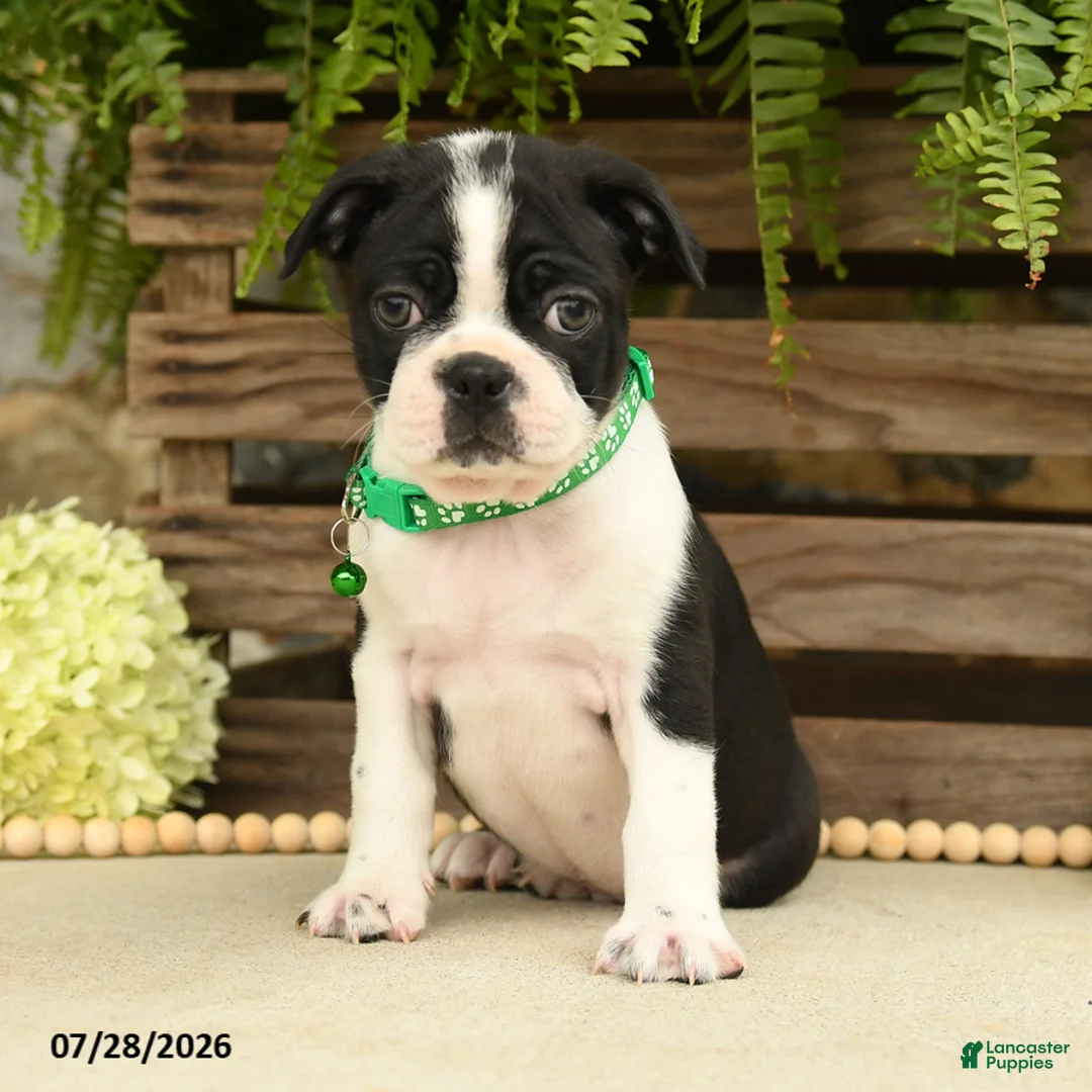 Boston Terrier dogs for sale: Tucker - Ad 1