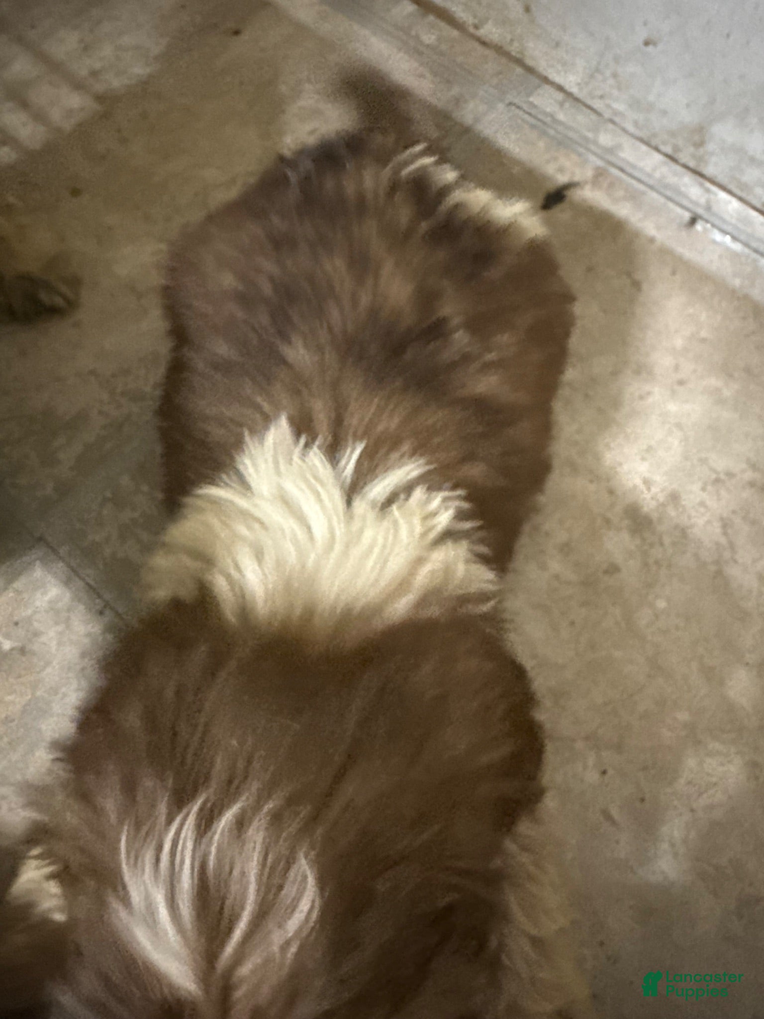 Mixed Breed dogs Mixed Breed 2 - Ad 2