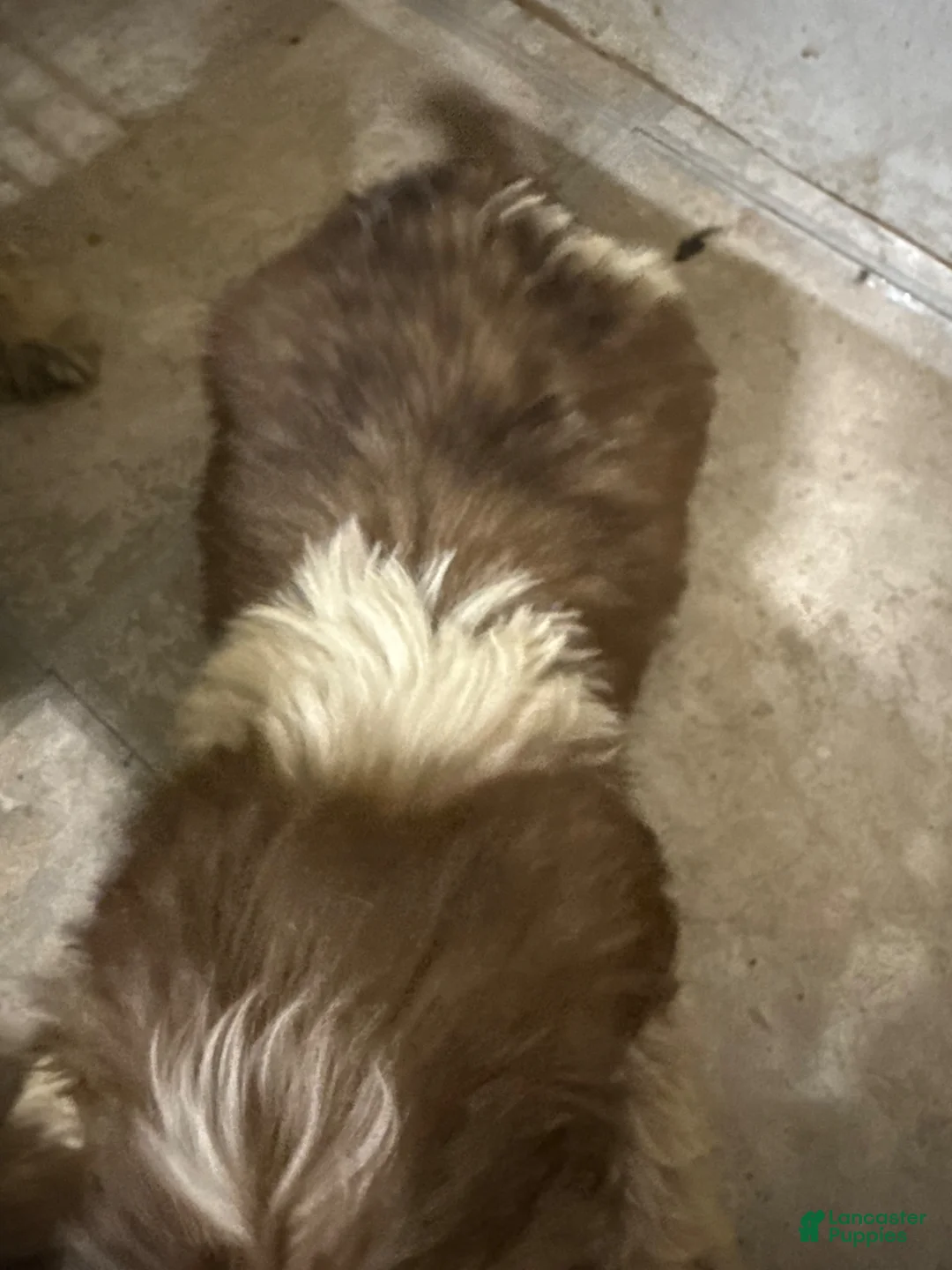 Mixed Breed dogs for sale: Mixed Breed 2 - Ad 2