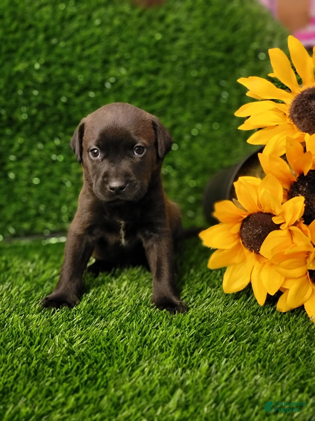 Mixed Breed dogs for sale: Zira (purple collar) - Ad 1