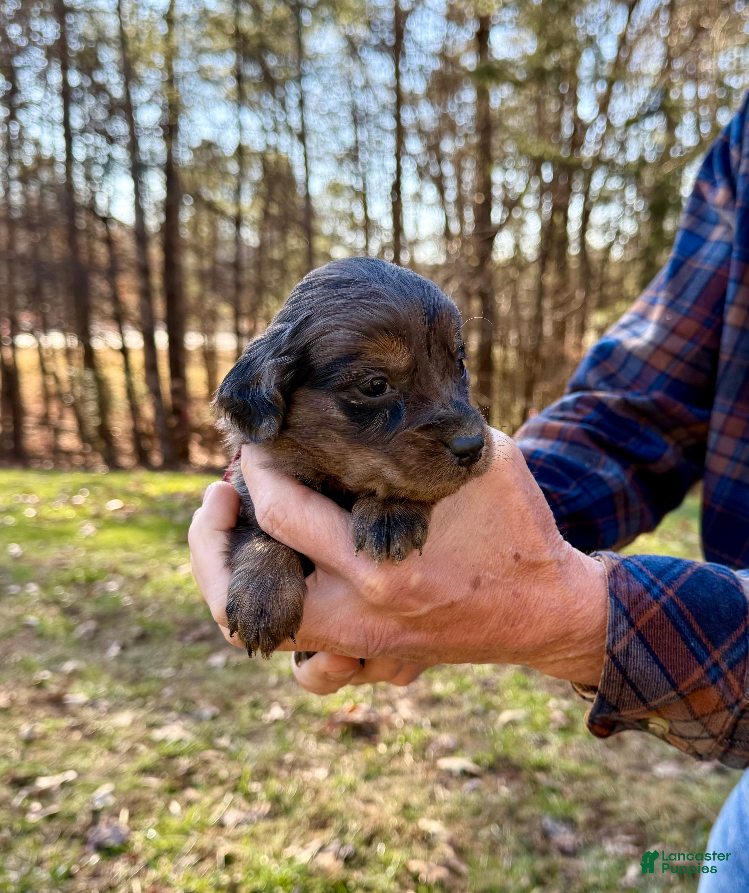 Goldendoodle dogs Goldendoodle Puppy 3 - Ad 2
