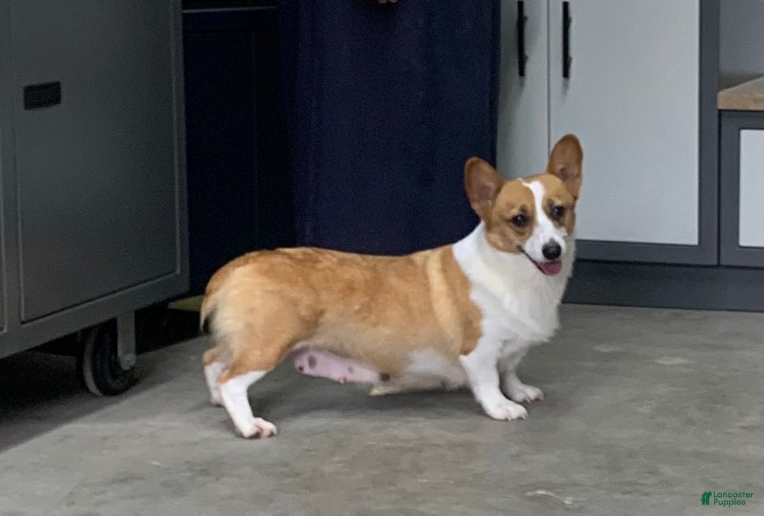 Welsh Corgi Pembroke dogs for sale: Lizzy - Ad 4