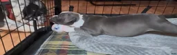 American Bully dogs for sale: American Bully 3 - Ad 6