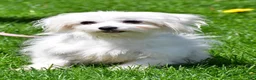 Maltese dogs for sale: Austin - Ad 7