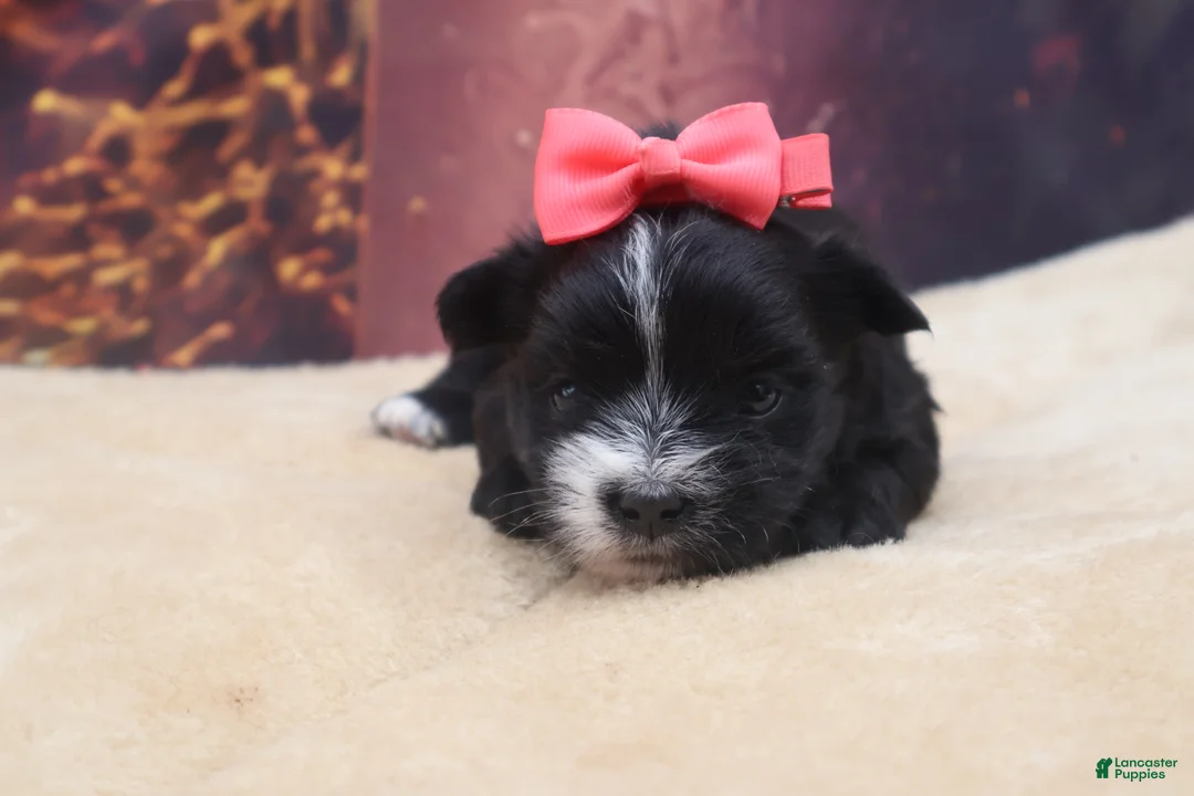 Morkie dogs for sale: Raven - Ad 2