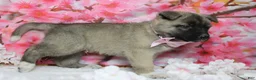 Akita dogs for sale: Braeburn - Ad 3