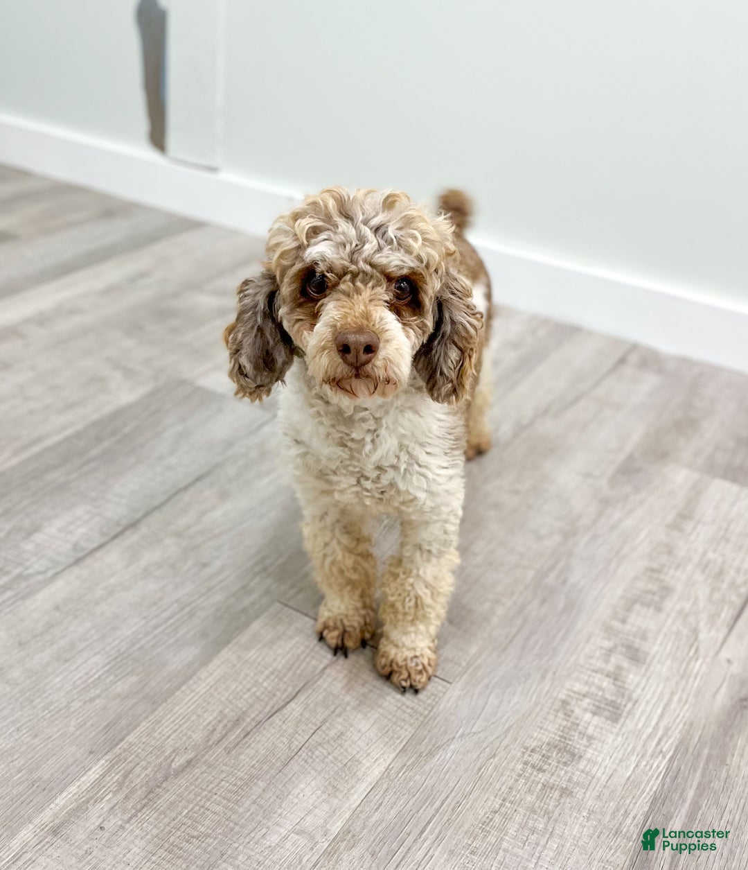 Yorkiepoo dogs for sale: Riley - Ad 8