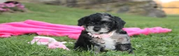 Miniature Poodle dogs for sale:  Bella - Ad 17