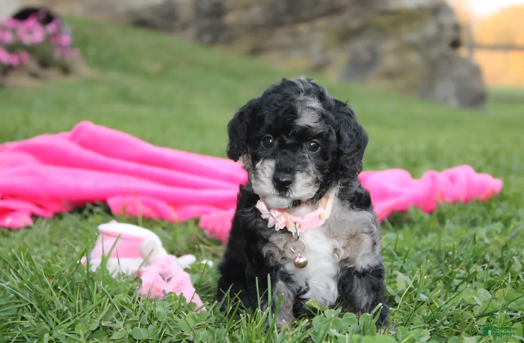 Miniature Poodle dogs for sale:  Bella - Ad 17