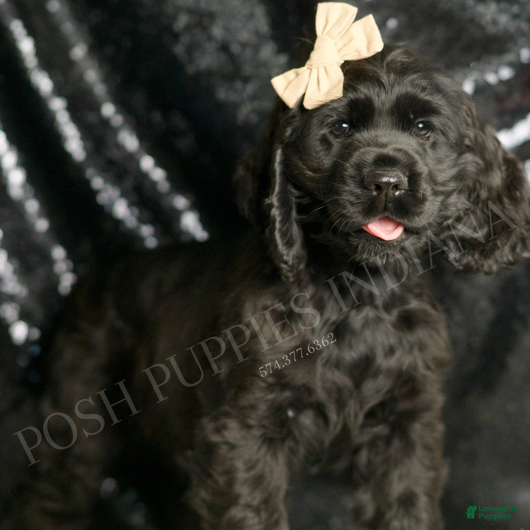 Cocker Spaniel dogs for sale: Freddy - Ad 3