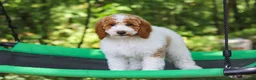 Standard Poodle dogs for sale: Blossom - Ad 21
