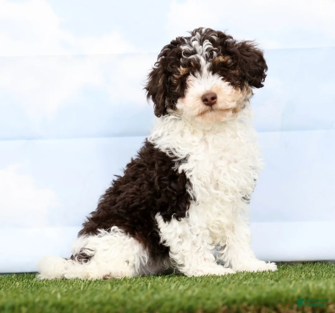 Toy Poodle dogs for sale: Nate - Ad 1