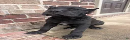 Cane Corso dogs for sale: Cane Corso 1 - Ad 3