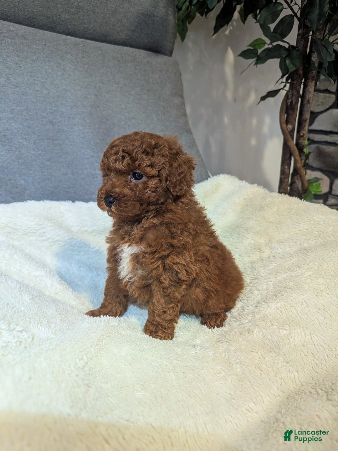 Toy Poodle dogs for sale: Gunner - Ad 2