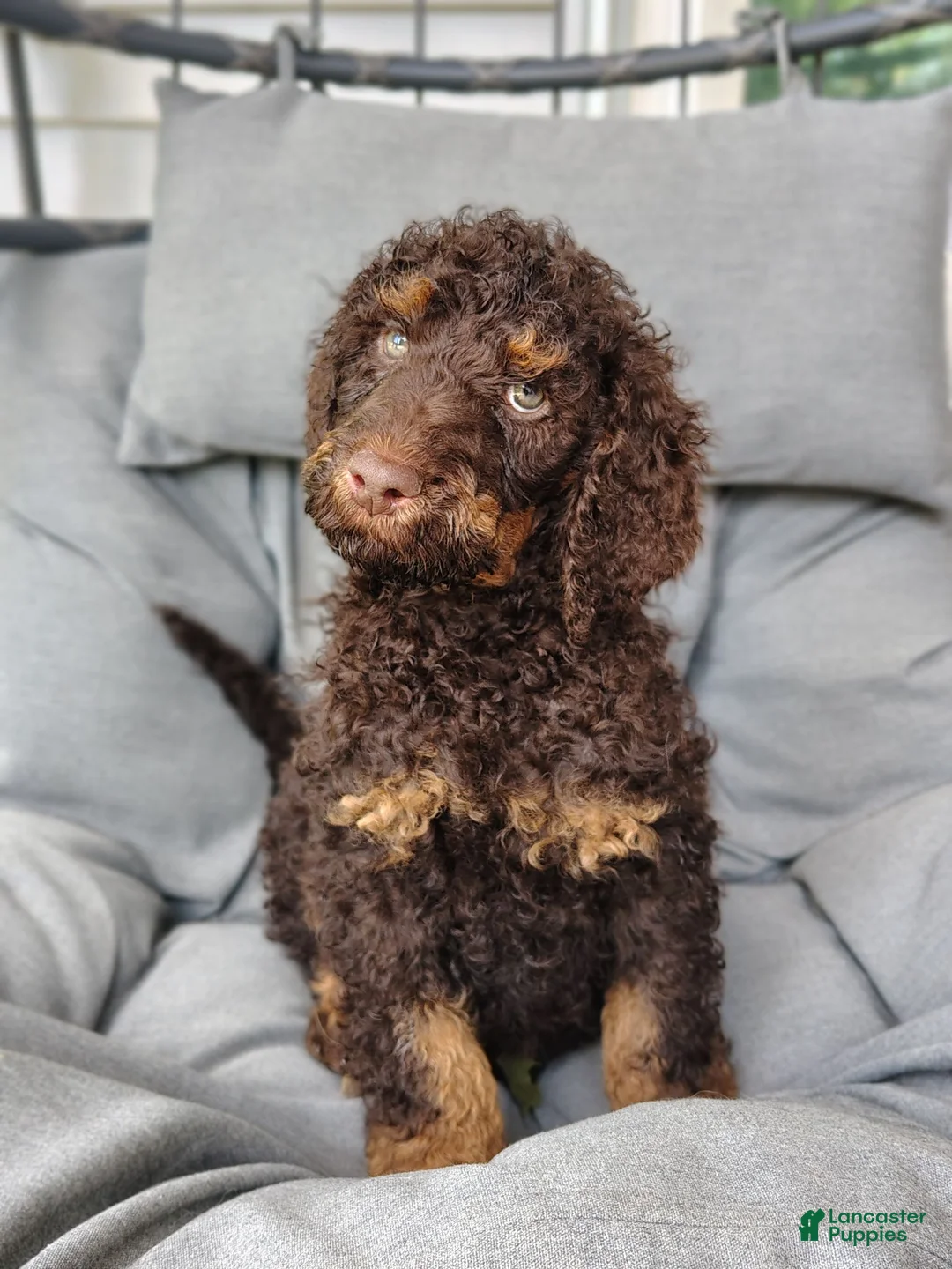 Standard Poodle dogs for sale: Mustang  - Ad 1