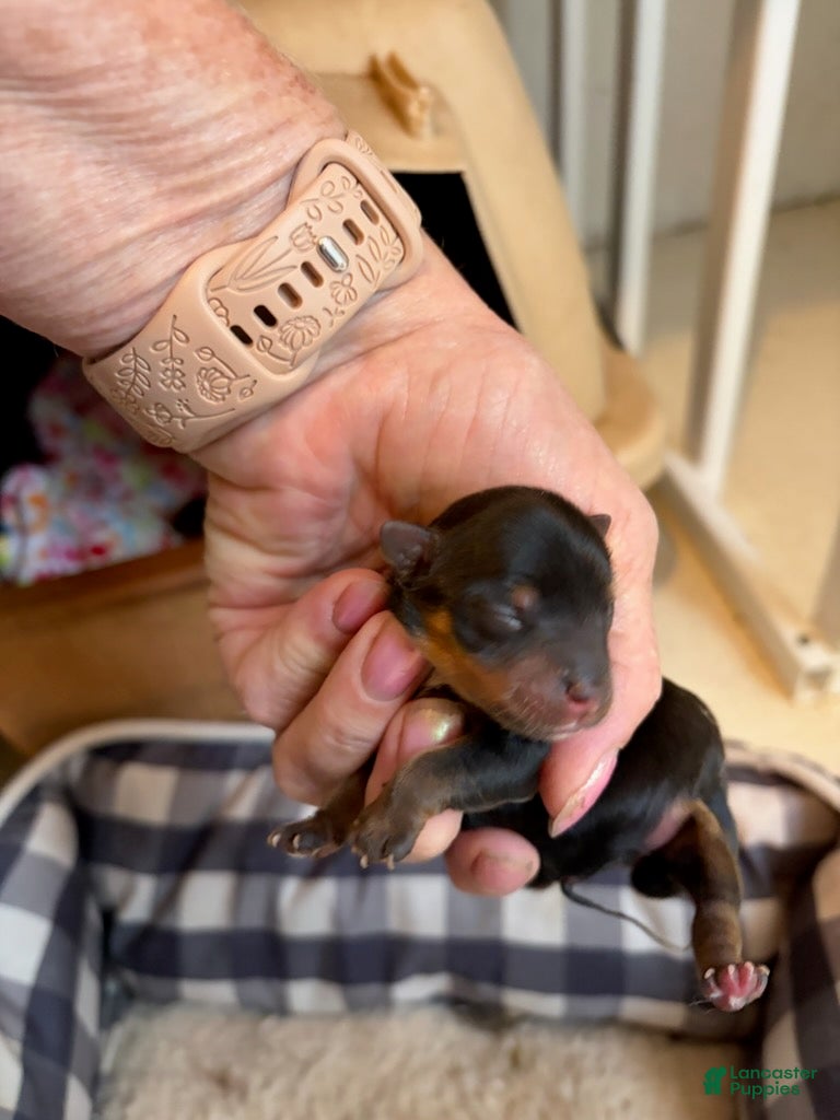 Yorkshire Terrier dogs for sale: Girl - Ad 2