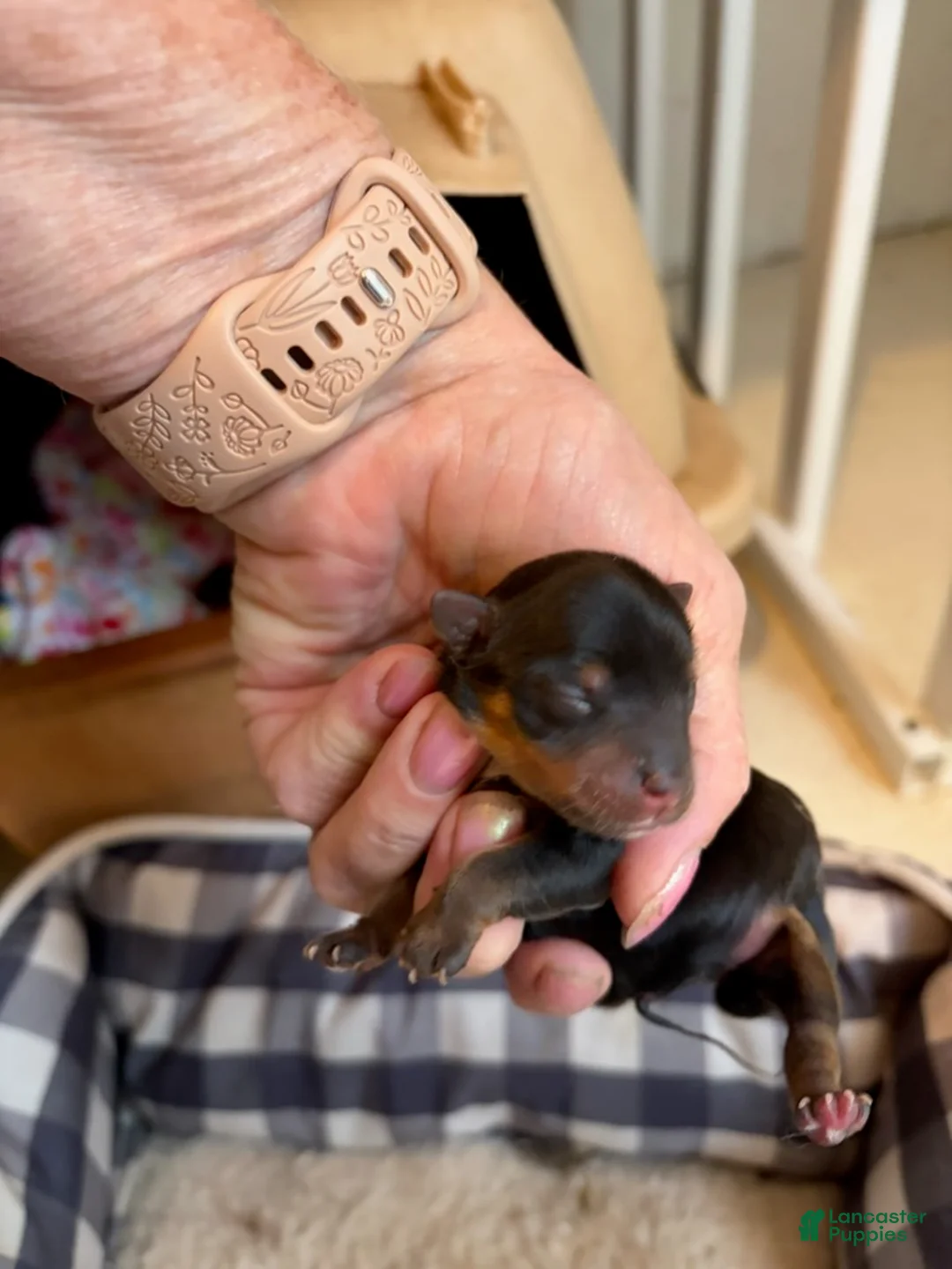 Yorkshire Terrier dogs for sale: Girl - Ad 1