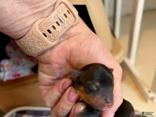 Yorkshire Terrier dogs Girl - Ad 8