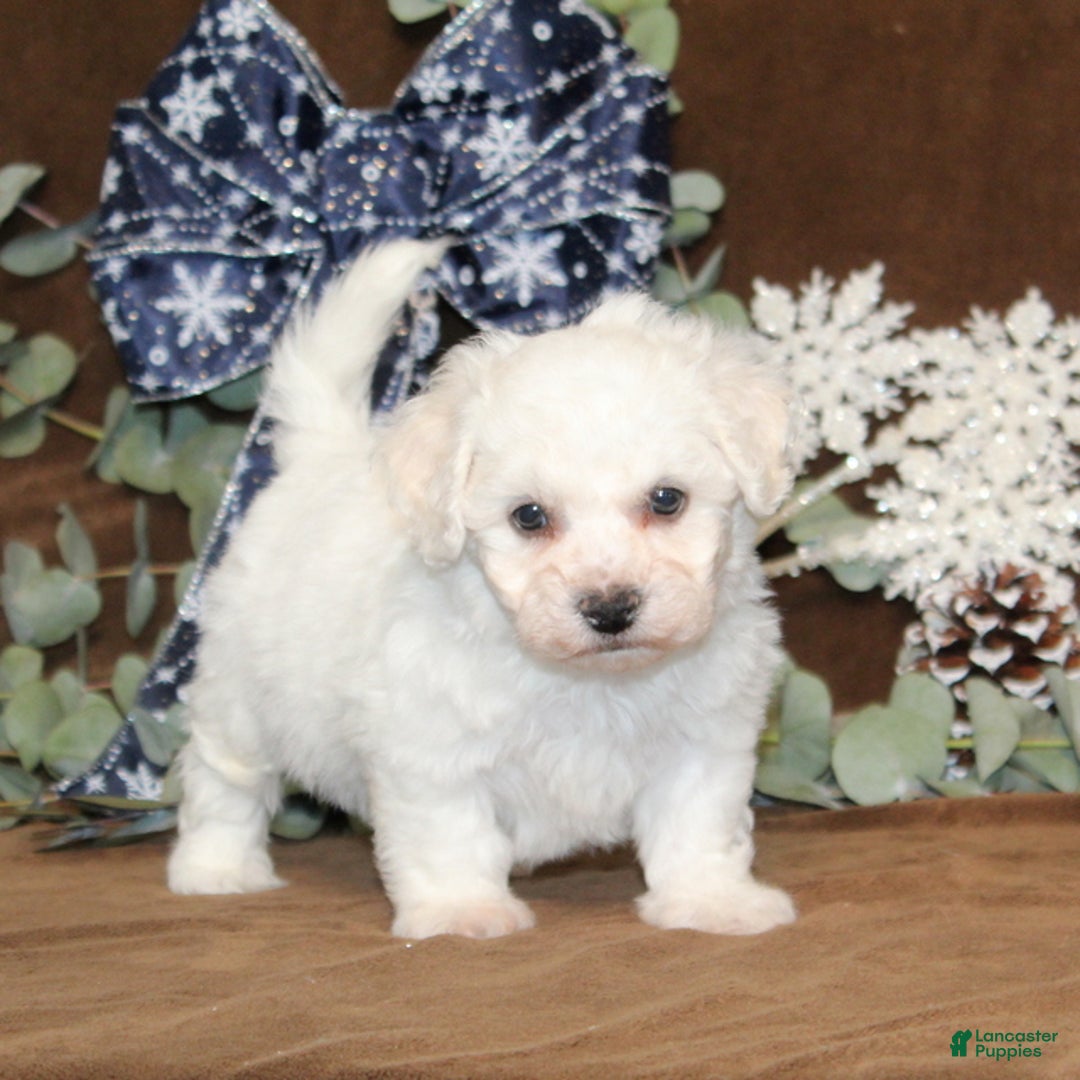Bichon Frise dogs for sale: Tipton - Ad 3
