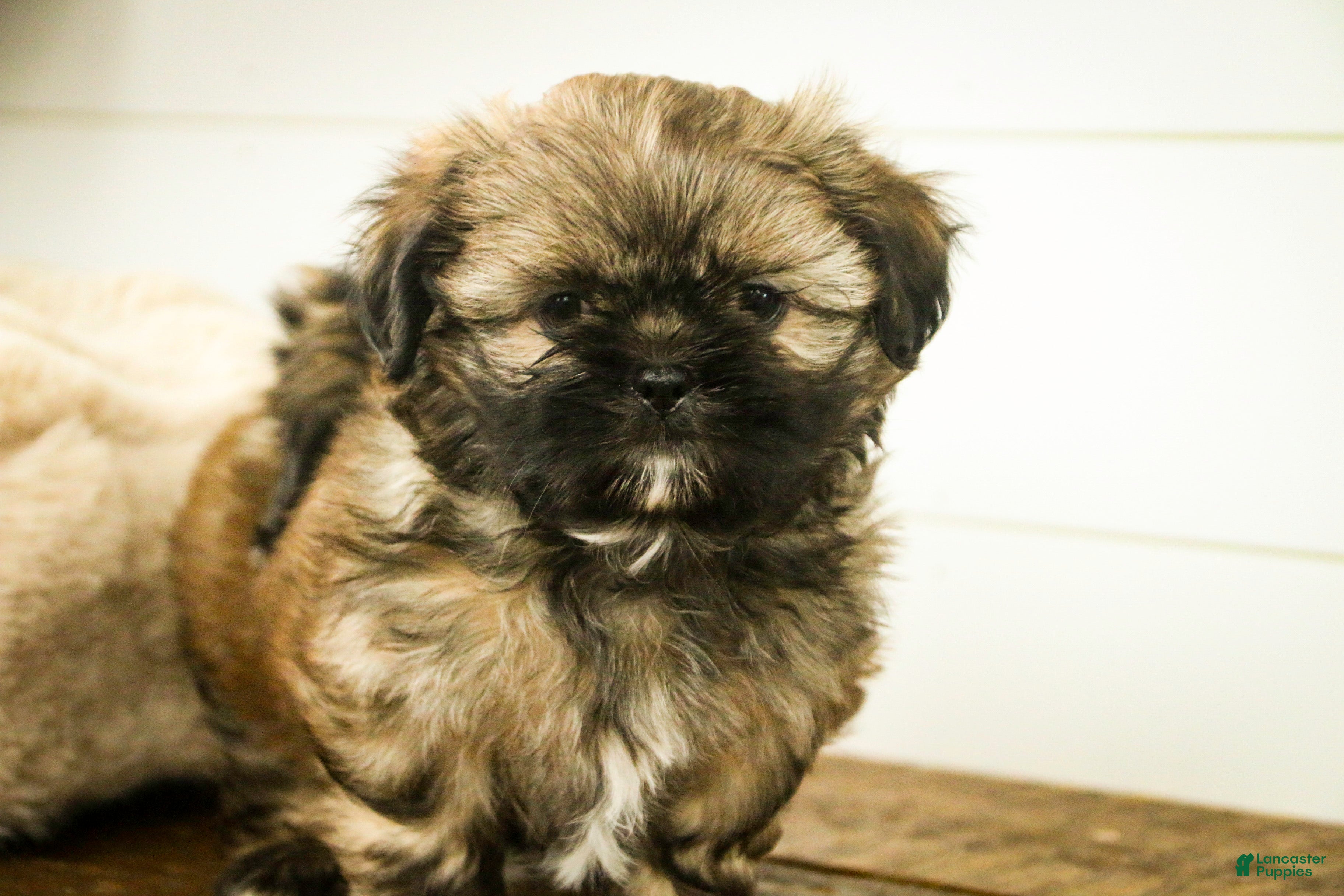 Shih Tzu dogs Shandy - Ad 7
