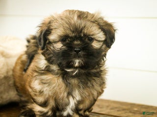 Shih Tzu dogs Shandy - Ad 8