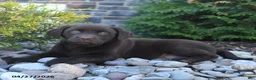 Labrador Retriever dogs for sale: Bella   - Ad 2