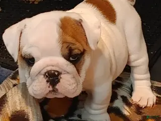 English Bulldog dogs Jamison - Ad 42