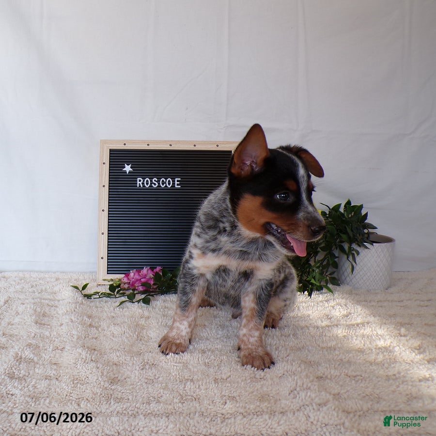 Australian Cattle Dog dogs Roscoe - Ad 2
