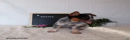 Australian Cattle Dog dogs for sale: Roscoe - Ad 2