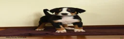 Greater Swiss Mountain Dog dogs for sale: Josiah - Ad 3
