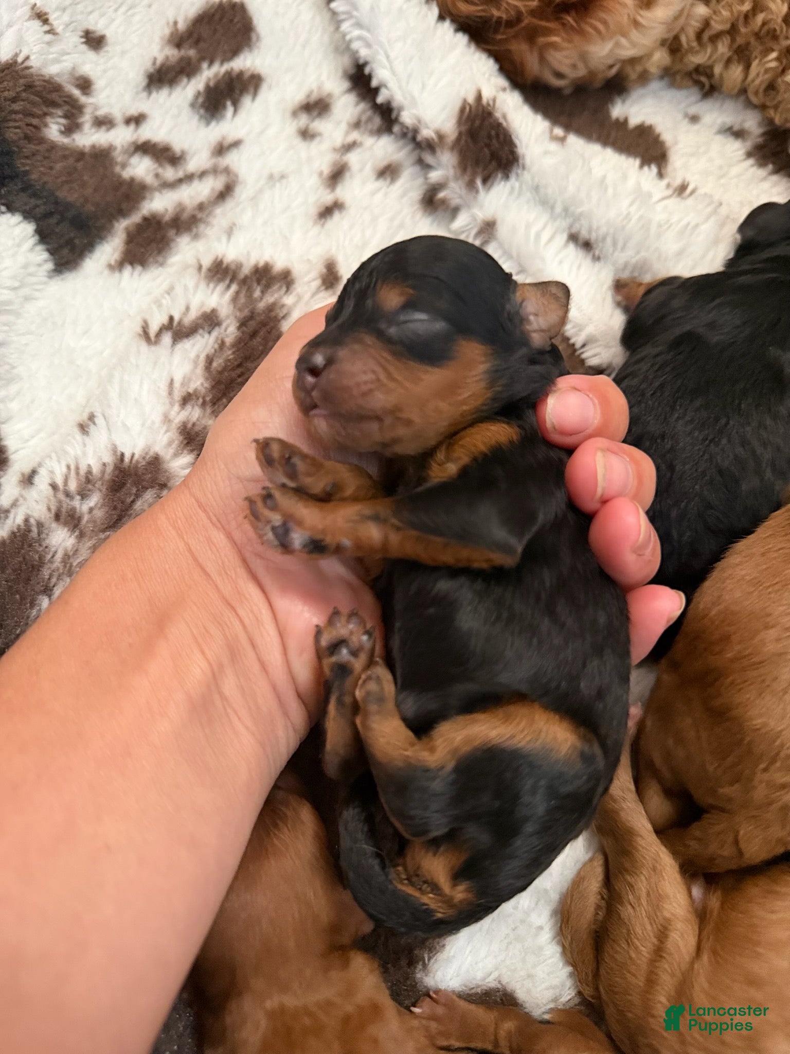 Miniature Poodle dogs for sale: Vader - Ad 1