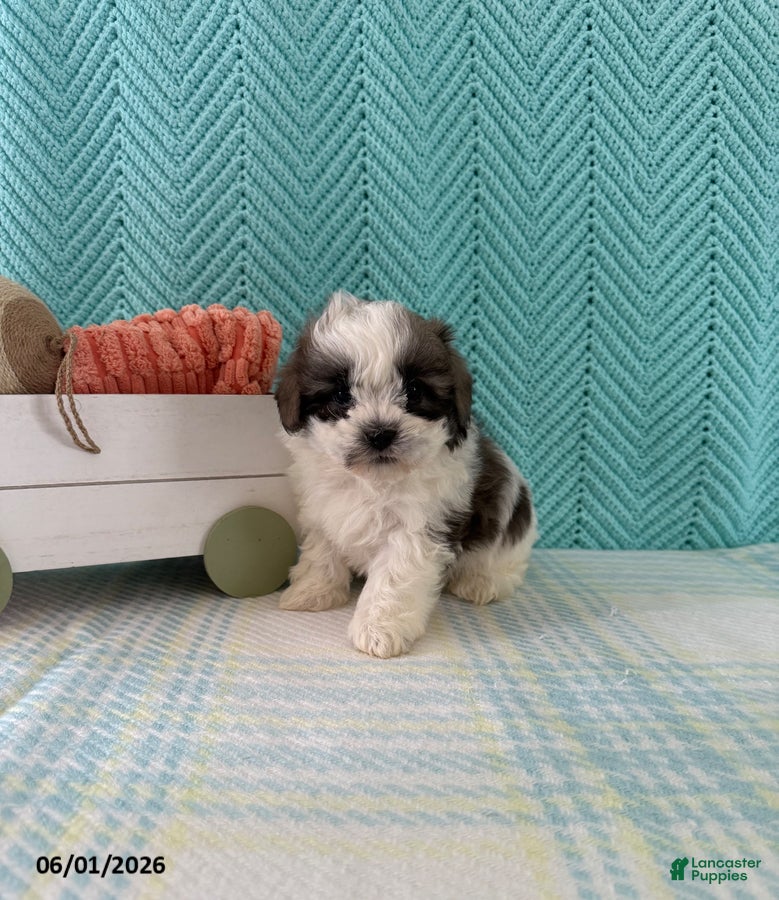 Mixed Breed dogs Miranda - Ad 2
