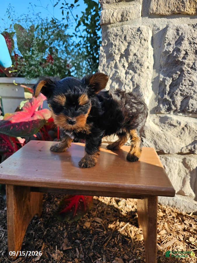 Yorkiepoo dogs Mischeif - Ad 2