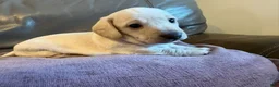 Miniature Dachshund dogs for sale: Miniature Dachshund 2 - Ad 3