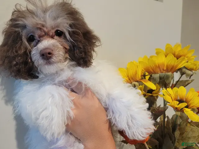 Toy Poodle dogs Toy Poodle 2 - Ad 18