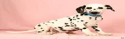 Dalmatian dogs for sale: Keno - Ad 3