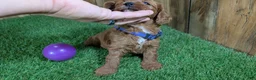 Cavapoo dogs for sale: Sadie Girl 1  - Ad 5