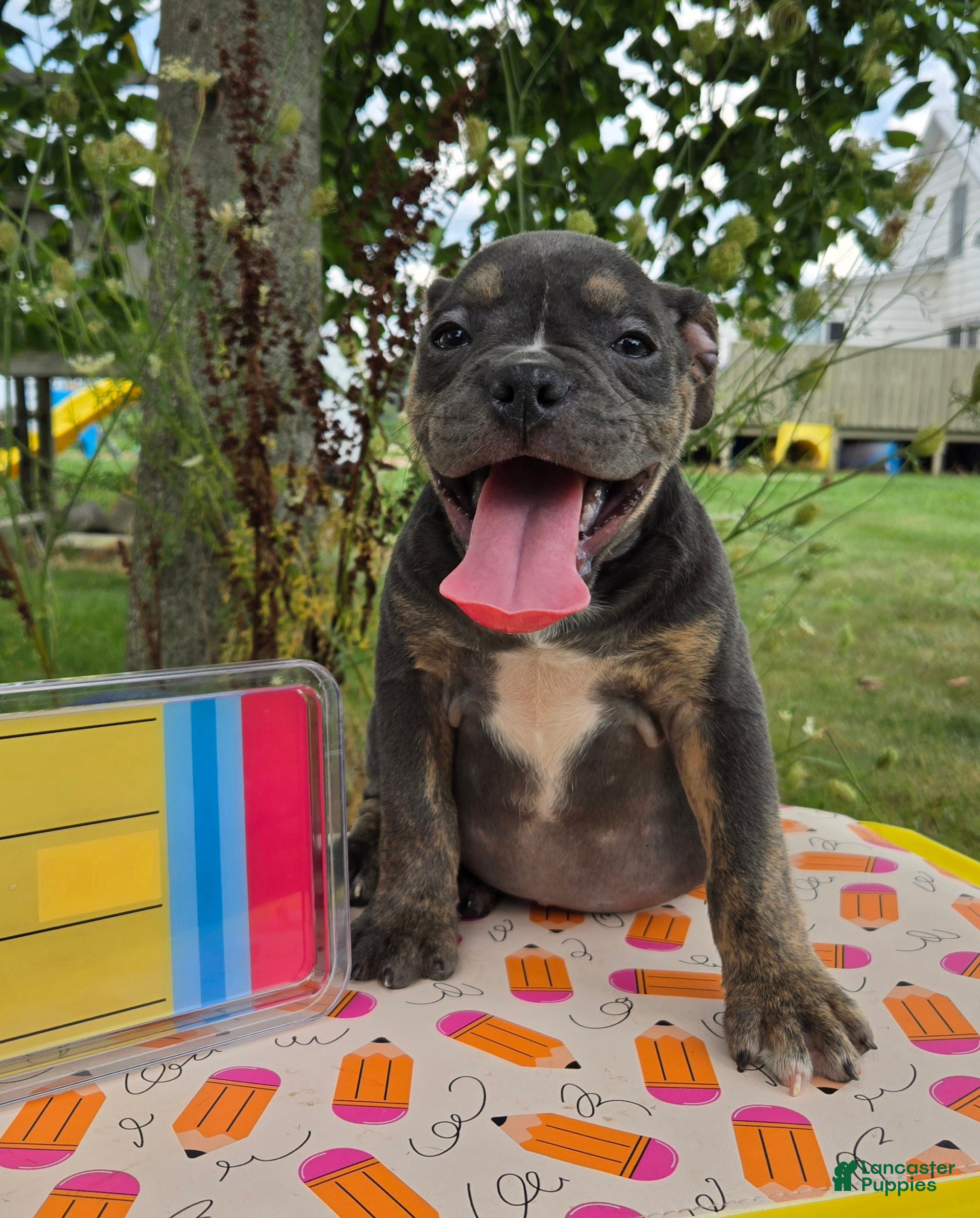 Olde English Bulldogge dogs Ryder - Ad 1