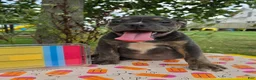 Olde English Bulldogge dogs for sale: Ryder - Ad 2