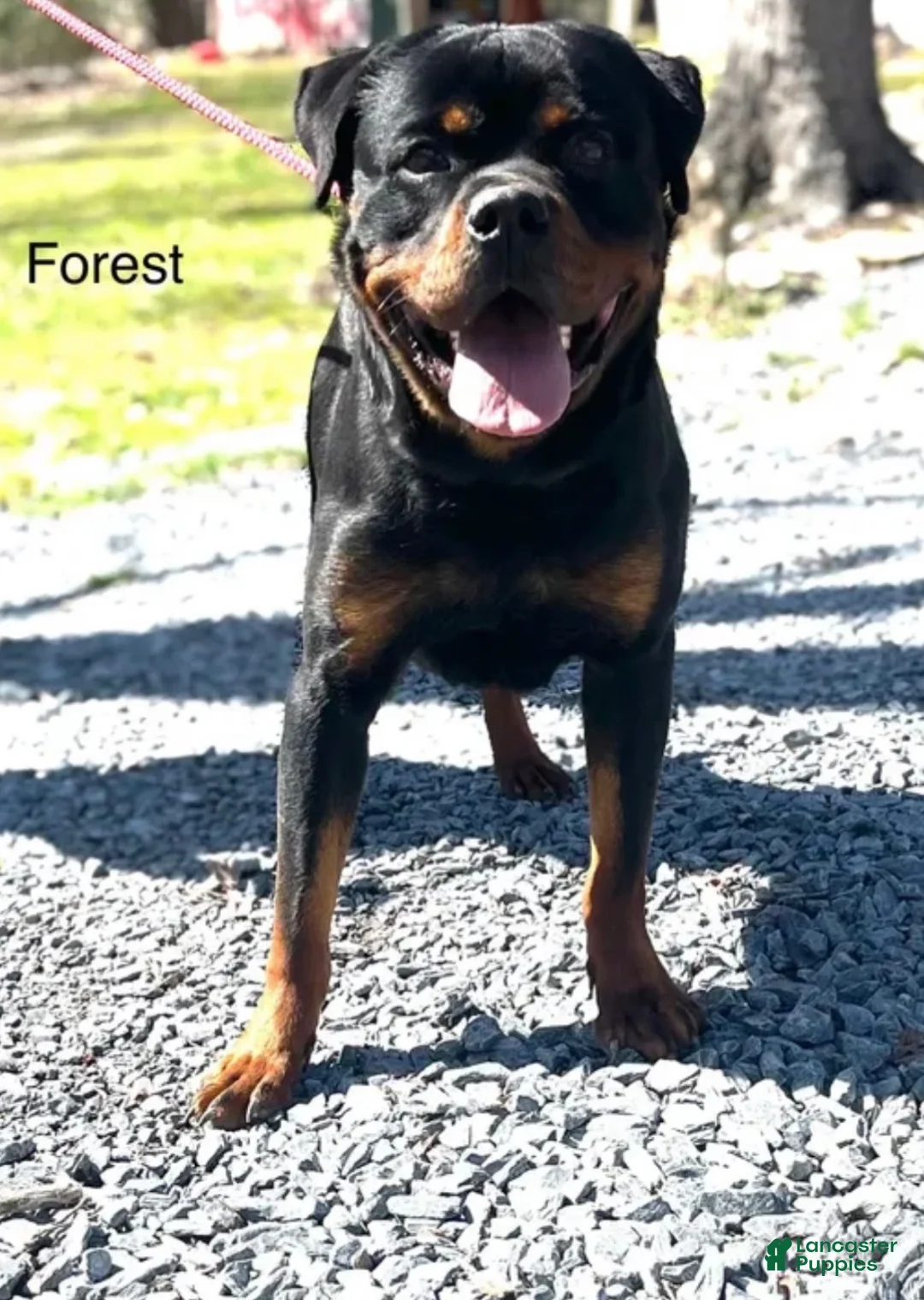Rottweiler dogs for sale: Male - Ad 6